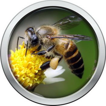 דבורים וצרעות